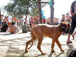 fusion06_uwee2714.jpg