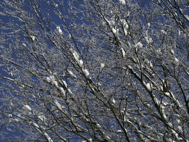 ski0112_31