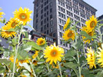 10_nyc_uwee0993_nyc_sunflow.jpg