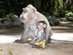 08pl_indoe1_uwee9723_monkey.jpg