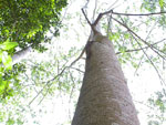 ... Leichtholzbaum, ausgangsmaterial