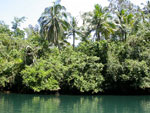 green canyon, palm trees