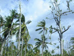palmenwälder