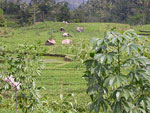 farming in bali