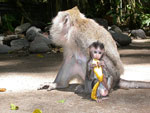 monkey forrest ubud