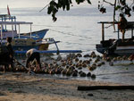 coconut boat