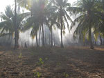 palmenwald im rauchnebel