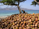 bunch of coconuts