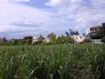 Zuckerrohr - sugarcane [Grand Baie]