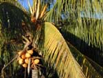 cocos palm [Tamarin Bay]