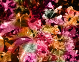 new colors – kastanienblüten 
