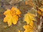 herbst2005