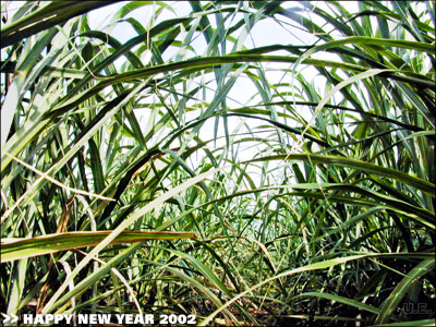 
>> HAPPY NEW YEAR 2002 : greetings from uweE
          
foto : sugar cane : mauritius : 2001 : uweE 
I wish you a good journey through the jungle of life.
          