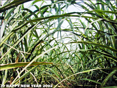 
>> HAPPY NEW YEAR 2002 : greetings from uweE
          
foto : sugar cane : mauritius : 2001 : uweE 
I wish you a good journey through the jungle of life.
          