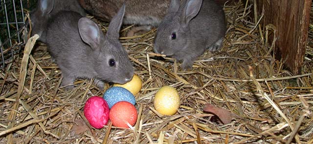 schöne grüsse vom osterhasen.